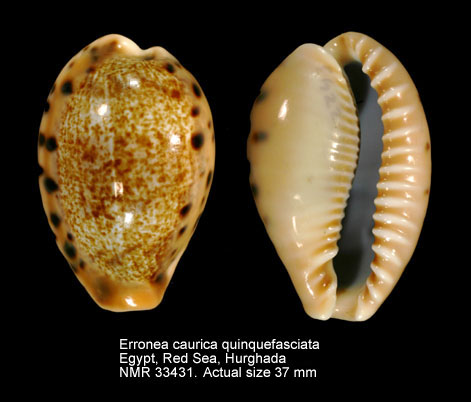 Erronea caurica quinquefasciata.JPG - Erronea caurica quinquefasciata(Röding,1798)